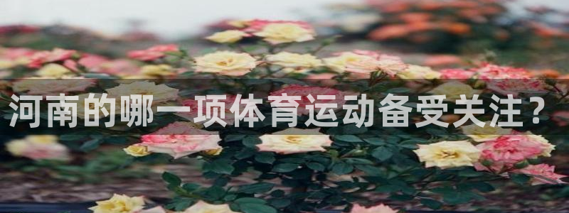 v站体育旧版：河南的哪一项体育运动备受关注？